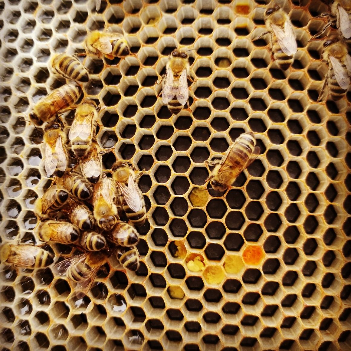 Notes on the Eusocial Nature of Bees